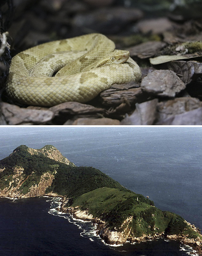 l'ile aux serpents