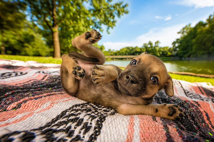 chiot de race croisée