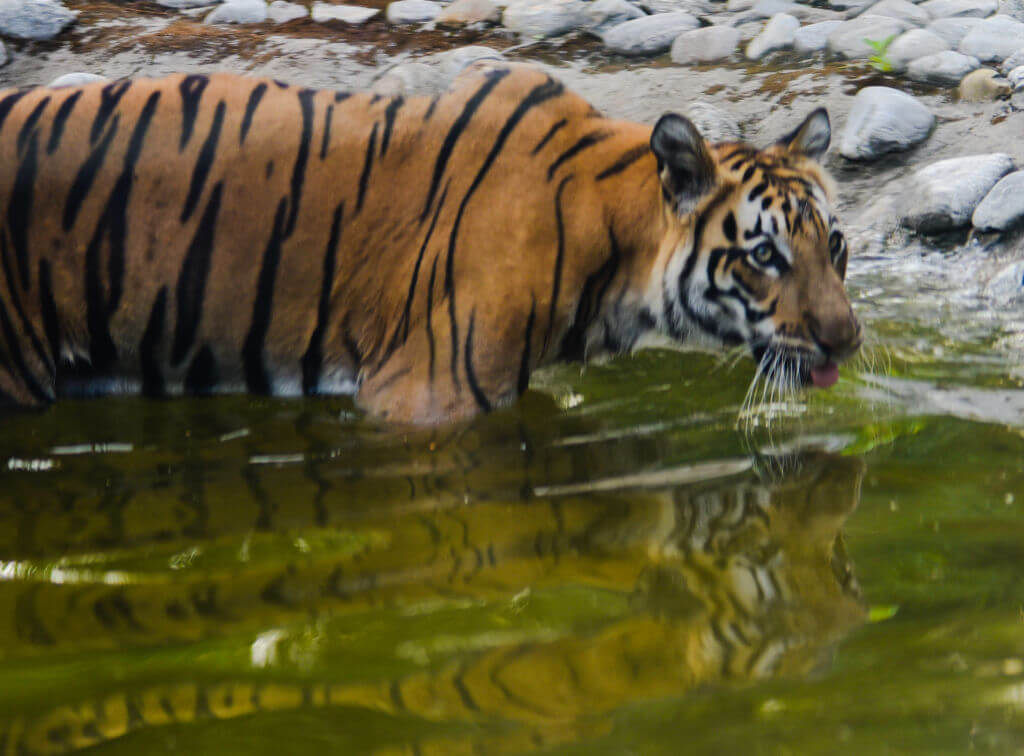 Animal Le Plus Dangereux De La Jungle Ne vous fiez pas aux apparences, ces 40 créatures sont les plus