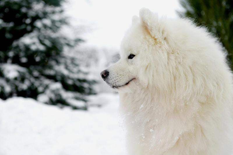 Ces Races De Chiens Sont Les Plus Chères Au Monde Happy