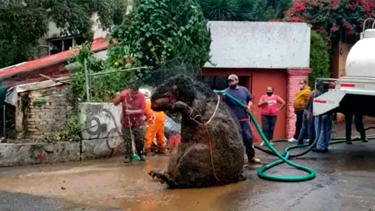 Un “rat géant” découvert dans les égouts de Mexico City, Insolite