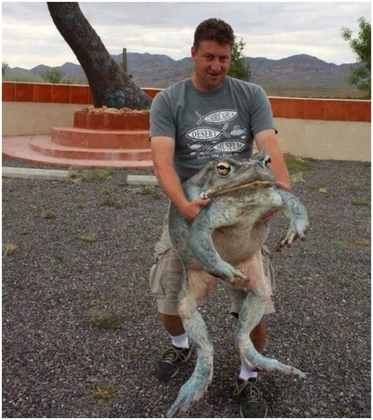 Ces animaux gigantesques qui ne devraient pas exister et pourtant si